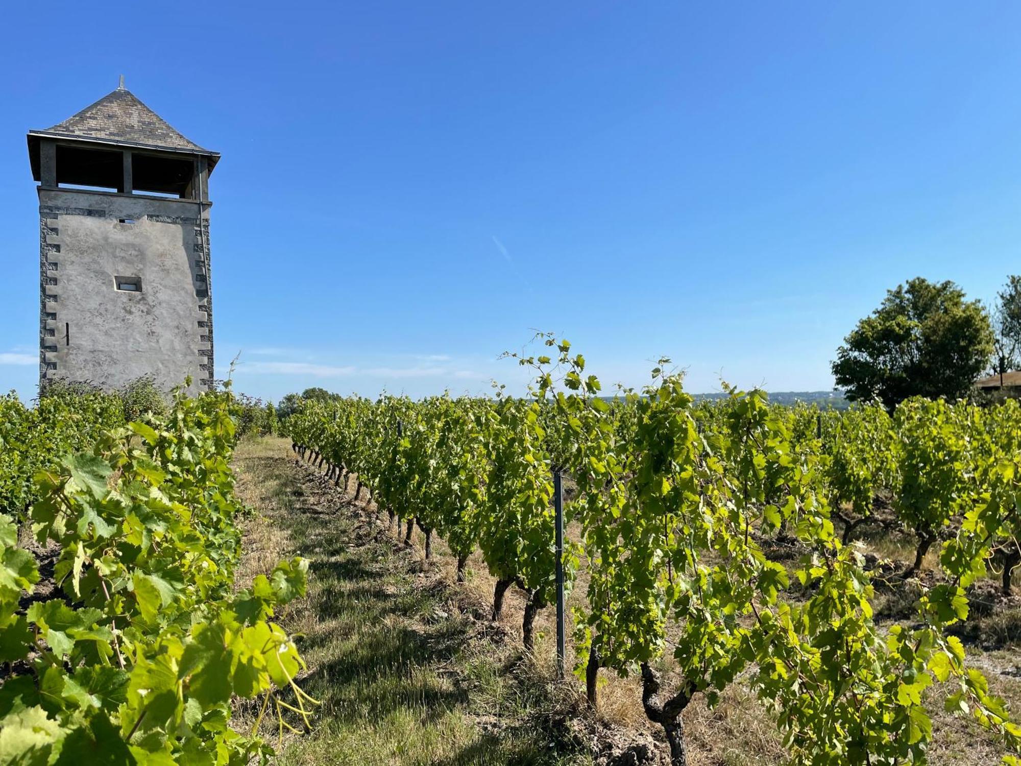 Maison Des Coteaux Blancs Chaudefonds-sur-Layon Luaran gambar